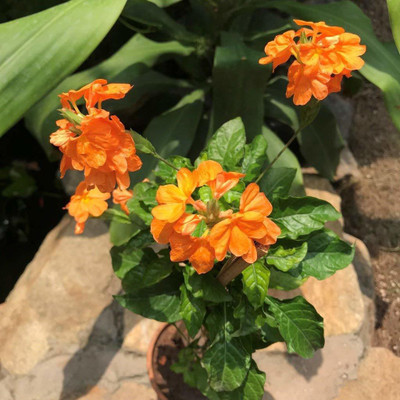 MAA Crossandra, Firecracker Seed(45 per packet)