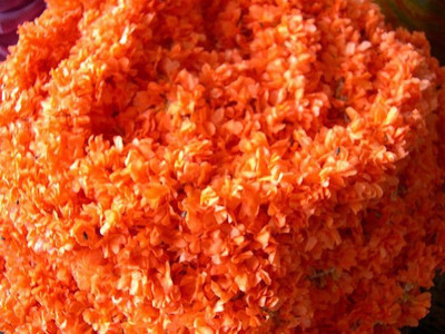 MAA Marigold Double White Seed(30 per packet)