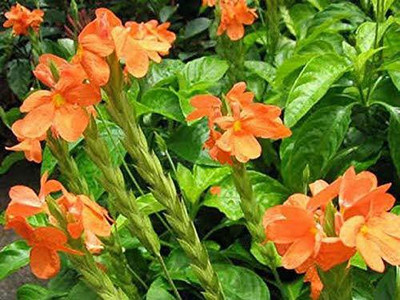 MAA Marigold Double White Seed(140 per packet)