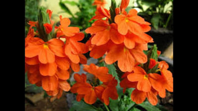 MAA Crossandra, Firecracker Seed(60 per packet)