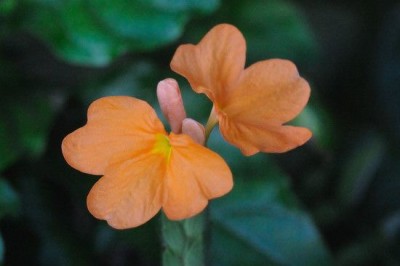 Chalisa Crossandra, Kanakambaram Seed(53 per packet)