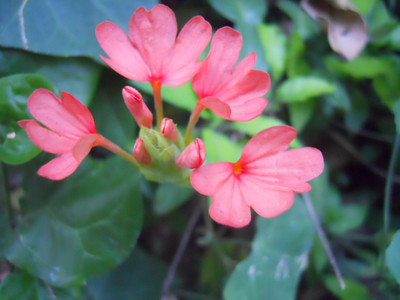 Chalisa Crossandra, Kanakambaram Seed(53 per packet)