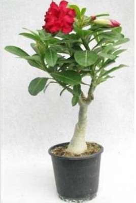 GreenyOn Adenium Plant(Hybrid, Pack of 1)