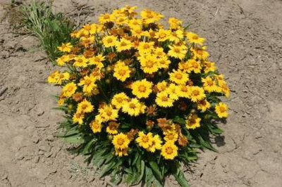 MAA Coreopsis Seed(50 per packet)