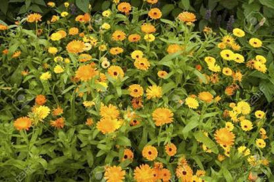 MAA Calendula Seed(28 per packet)