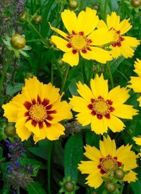 MAA Coreopsis Seed(50 per packet)