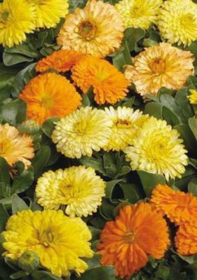 MAA Calendula Seed(22 per packet)