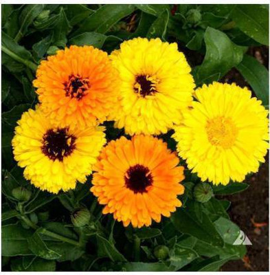 Chalisa calendula, chamanthi Seed(25 per packet)