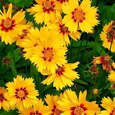 Mozette Coreopsis Flower Seed(37 per packet)