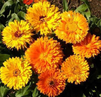 Chalisa calendula, chamanthi Seed(30 per packet)