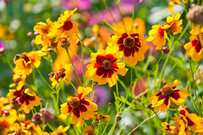 Mozette Coreopsis Flower Seed(37 per packet)