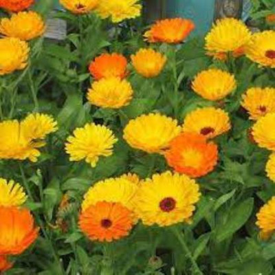 Chalisa calendula, chamanthi Seed(30 per packet)