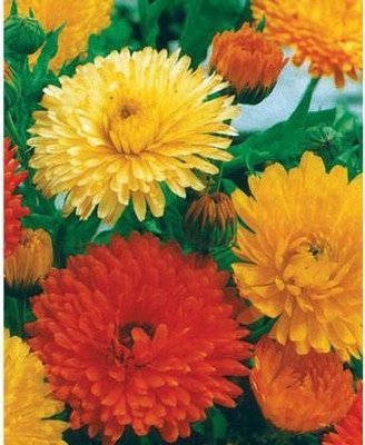 MAA Calendula Seed(48 per packet)
