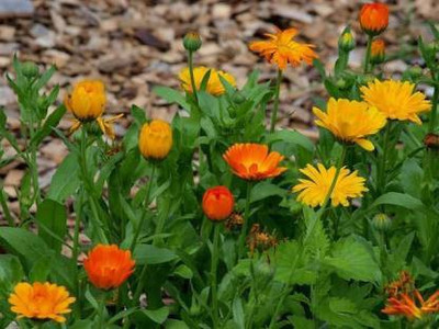 Chalisa calendula, chamanthi Seed(25 per packet)