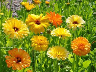 Chalisa calendula, chamanthi Seed(50 per packet)
