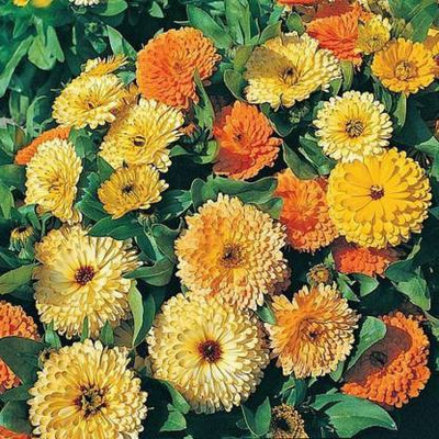 MAA Calendula Seed(40 per packet)
