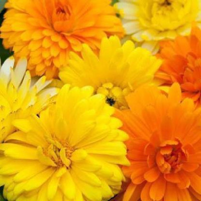 MAA Calendula Seed(45 per packet)
