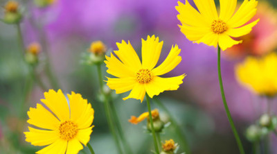 MAA Coreopsis Seed(31 per packet)