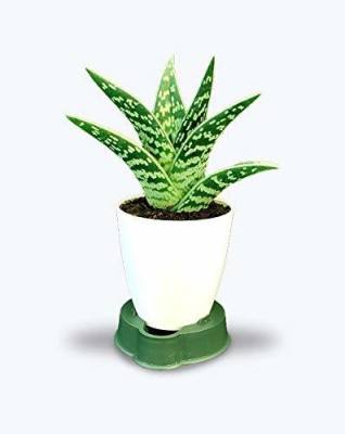 FasanGreen Aloe Vera Plant(Pack of 1)