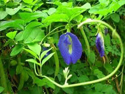 FURYHUB Aparajita/ Butterfly Pea Plant(Hybrid, Pack of 1)