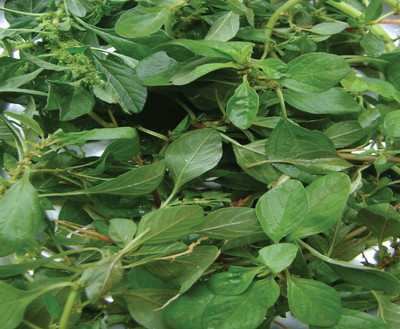 PRADHAM SEEDS Amaranthus kirisali Seed(10 g)