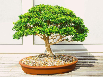 FRESHO beautiful bonsai herb hybrid seeds 1-packet Seed(20 per packet)