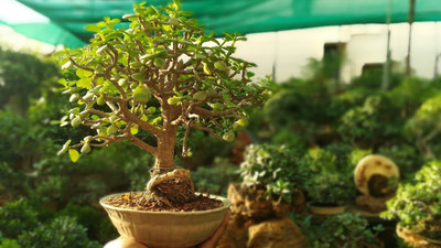 FRESHO beautiful bonsai herb hybrid seeds 1-packet Seed(20 per packet)