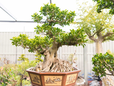 FRESHO beautiful bonsai herb hybrid seeds 1-packet Seed(20 per packet)