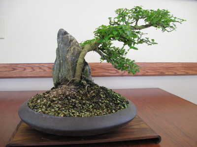 Greenry beautiful bonsai herb hybrid seeds 1-packet Seed(50 per packet)