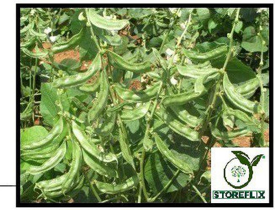 STOREFLIX SEM PHALI Seed(25 per packet)