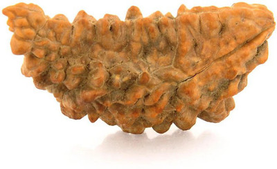 Rashifaashion Ek Mukhi Nepali Certified Kaju Dana Rudraksha Wood Pendant