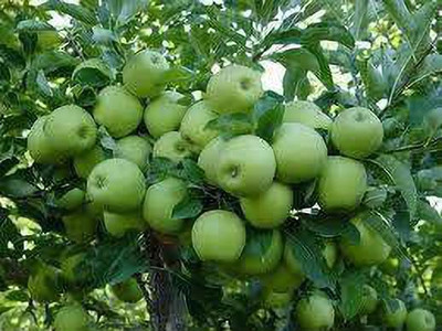 FURYHUB Apple Plant(Hybrid, Pack of 1)