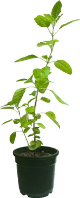 GrowKaro Basil Plant(Pack of 1)