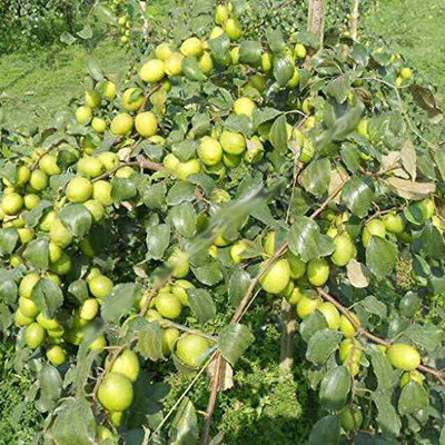 KANAYA Apple Fruit Hybrid Seed(5 per packet)