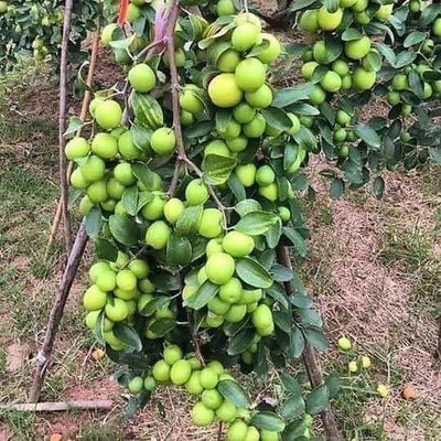 Aywal Red Guava/Amrud/Amrood Fruit Seed(35 per packet)