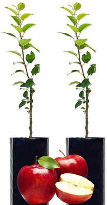 My Dream Nursery Apple Plant(Hybrid, Pack of 1)