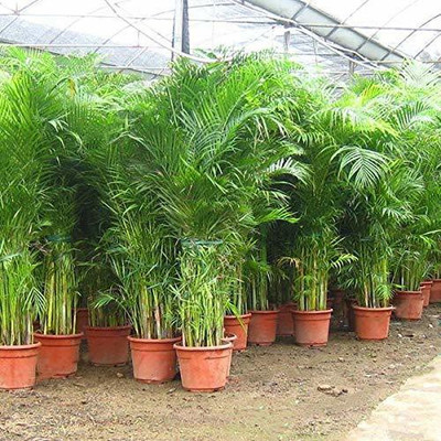 BDSresolve Areca palm seeds for planting Seed(12 per packet)