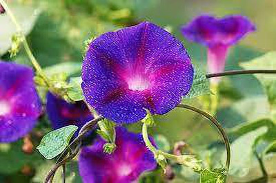 MAA Morning Glory Seed(24 per packet)