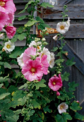 MAA Holly Hock Seed(55 per packet)