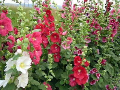 MAA Holly Hock Seed(38 per packet)