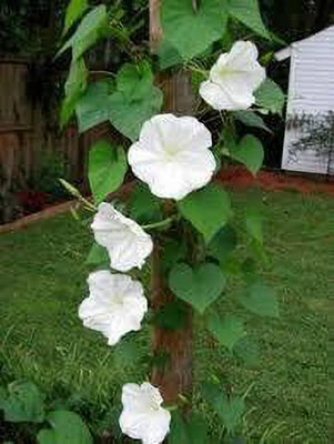 Aro Morning glory Seed(26 per packet)