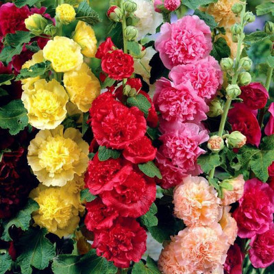 MAA Holly Hock Seed(38 per packet)