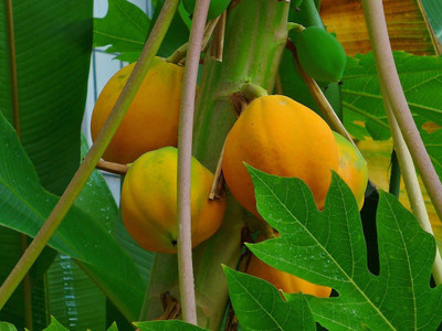 Qualtivate fresh red lady papaya fruit hybrid 50 seeds pack Seed(50 per packet)
