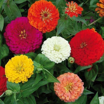 classic green earth Zinnia Dahlia Flowers Mix GMO-free Plant 60 Seeds Seed(60 per packet)