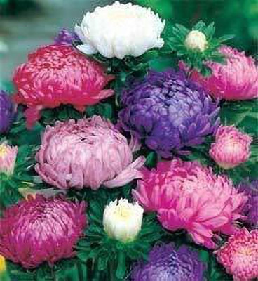 Lorvox Aster Mixed Hybrid Imported Flower Seed(150 per packet)