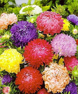 KANAYA Aster Mix Flower Seeds Seed(35 per packet)