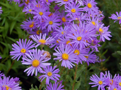 CYBEXIS Aster Flower Seed Seed(50 per packet)