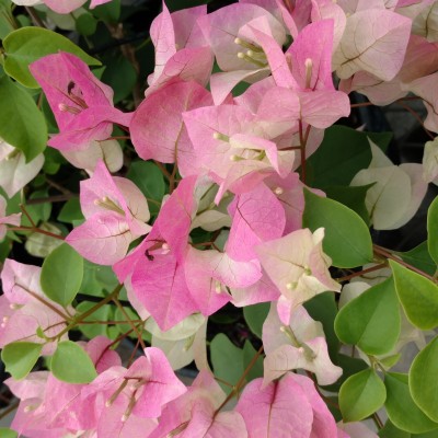 Heaven Of Saplings Bougainvillea Plant(Hybrid, Pack of 1)