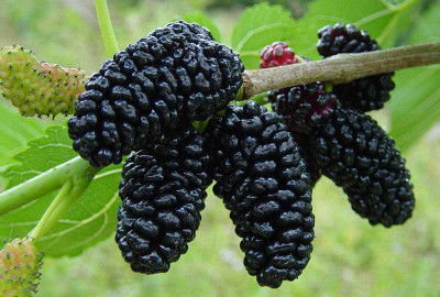 Roy's Fashoin Shahtoot/Mulberry Plant(Hybrid, Pack of 1)