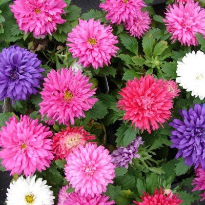 CYBEXIS Aster Dwarf Double Flower Seeds Seed(50 per packet)